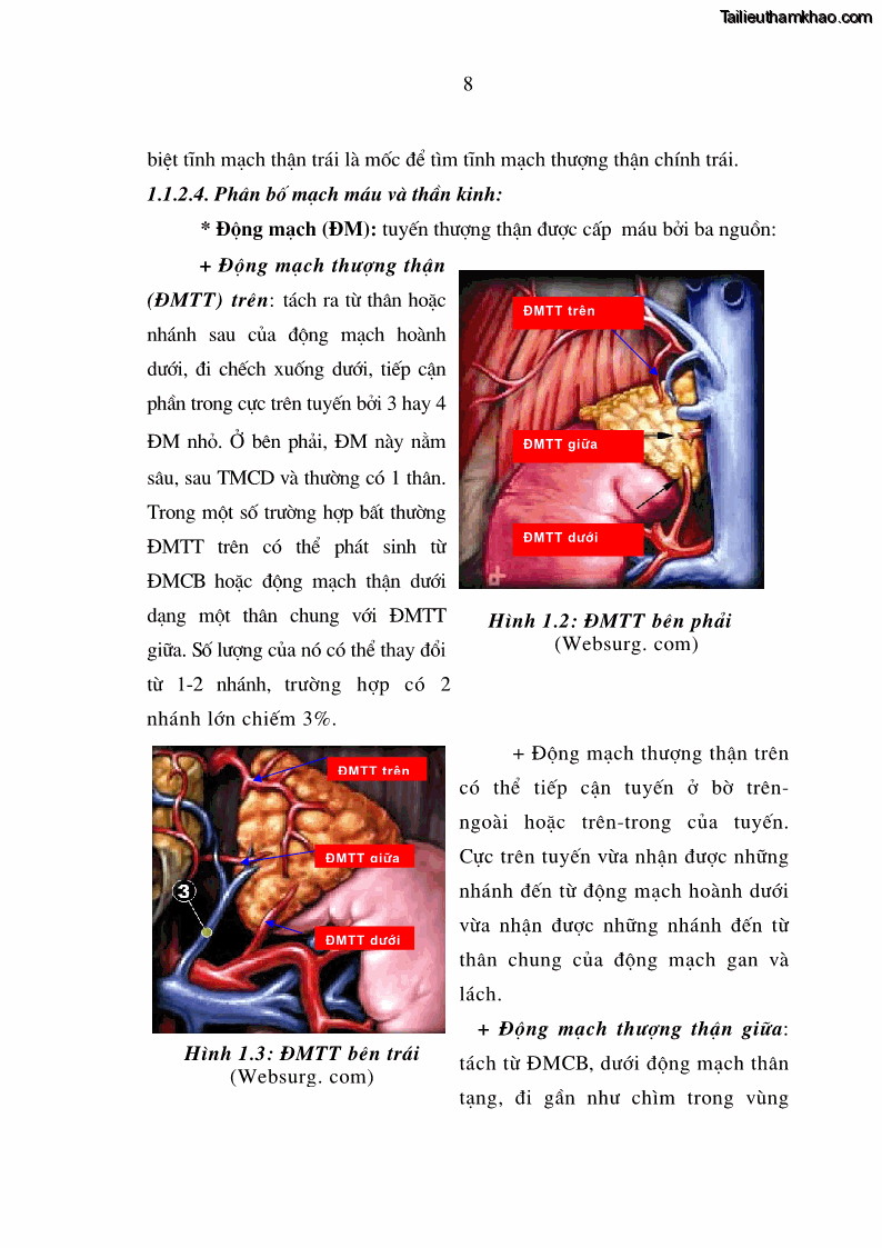 Luận án tiến sĩ y học Nghiên cứu chẩn đoán và điều trị phẫu thuật nội soi các u tuyến thượng thận lành tính tại bệnh viện Việt Đức giai đoạn 1998 - 2005 - 4 Trang 19