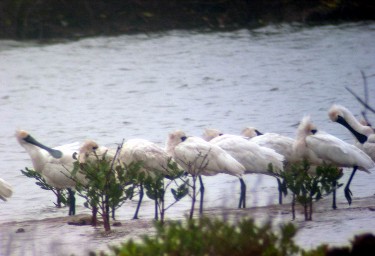 Giá trị kinh tế của tài nguyên đất ngập nước tại cửa sông Ba Lạt tỉnh Nam Định 25 1