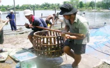 Giá trị kinh tế của tài nguyên đất ngập nước tại cửa sông Ba Lạt tỉnh Nam Định 25 2