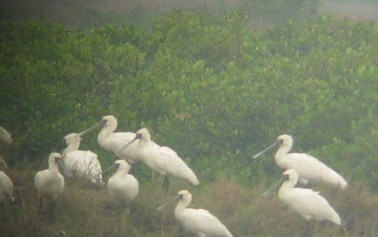Giá trị kinh tế của tài nguyên đất ngập nước tại cửa sông Ba Lạt tỉnh Nam Định 25 4