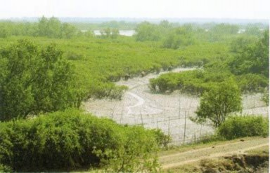 Giá trị kinh tế của tài nguyên đất ngập nước tại cửa sông Ba Lạt tỉnh Nam Định 25 5