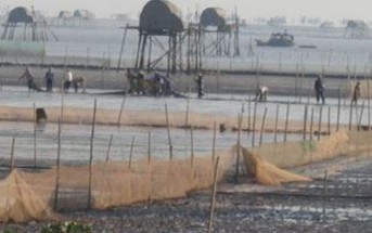 Giá trị kinh tế của tài nguyên đất ngập nước tại cửa sông Ba Lạt tỉnh Nam Định 25 7