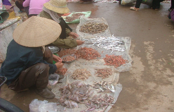 Giá trị kinh tế của tài nguyên đất ngập nước tại cửa sông Ba Lạt tỉnh Nam Định 25 8