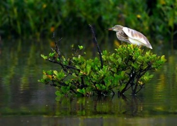 Giá trị kinh tế của tài nguyên đất ngập nước tại cửa sông Ba Lạt tỉnh Nam Định 25 9