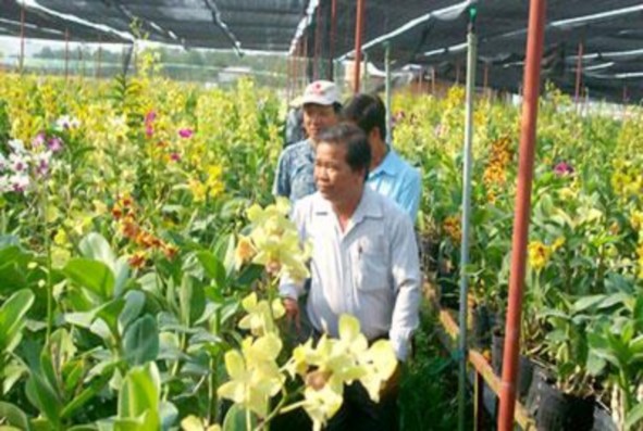 Trồng hoa lan ở Củ Chi Nguồn UBND huyện Củ Chi Sản xuất rau an toàn tại huyện 6