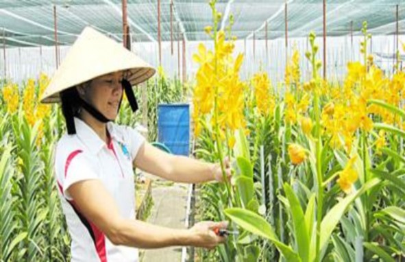 Trồng hoa lan ở Củ Chi Nguồn UBND huyện Củ Chi Sản xuất rau an toàn tại huyện 7