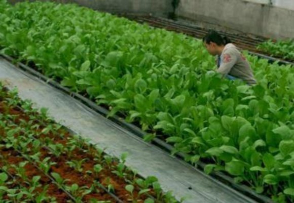 Sản xuất rau an toàn tại huyện Củ Chi Nguồn UBND huyện Củ Chi 8