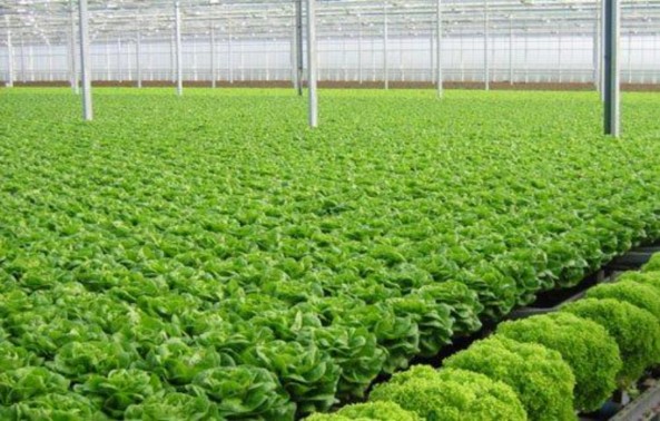 Sản xuất rau an toàn tại huyện Củ Chi Nguồn UBND huyện Củ Chi 9