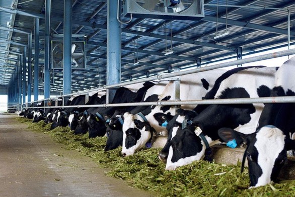 Chăn nuôi bò sữa Nguồn UBND huyện Củ Chi Một góc khu công nghiệp Tây Bắc Củ 2