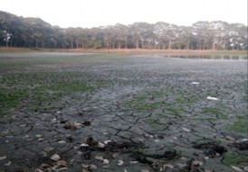 Ảnh hai con thiên nga đang bay trên trời và chở con rùa trên một thanh gỗ 2 3