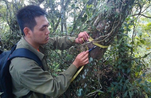 Thân cây bách xanh núi đá Hình thái tán Nón Bách xanh núi đá Bách xanh tái sinh 1