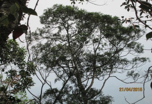 Hình thái tán Nón Bách xanh núi đá Bách xanh tái sinh ngoài tự nhiên B ách xanh bị 2