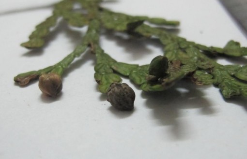 Nón Bách xanh núi đá Bách xanh tái sinh ngoài tự nhiên B ách xanh bị khai thác Bách 3