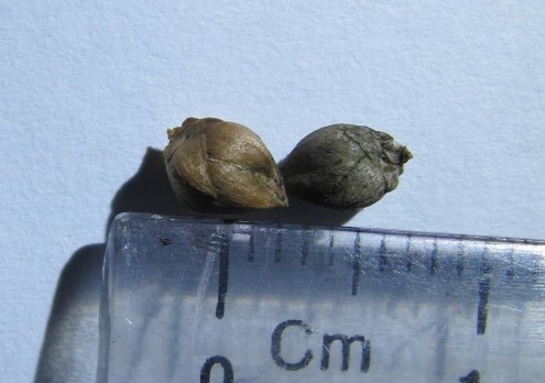 Nón Bách xanh núi đá Bách xanh tái sinh ngoài tự nhiên B ách xanh bị khai thác Bách 4