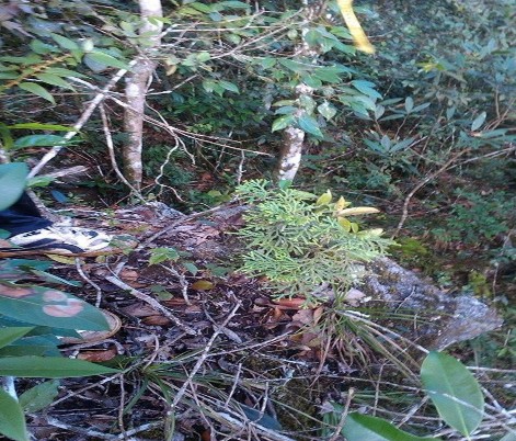 Bách xanh tái sinh ngoài tự nhiên B ách xanh bị khai thác Bách xanh chết do chọn 5