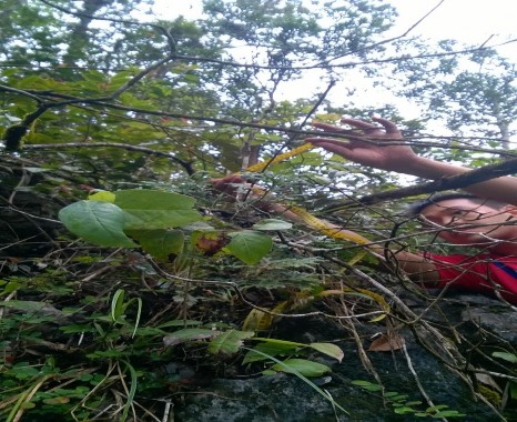 Bách xanh tái sinh ngoài tự nhiên B ách xanh bị khai thác Bách xanh chết do chọn 6