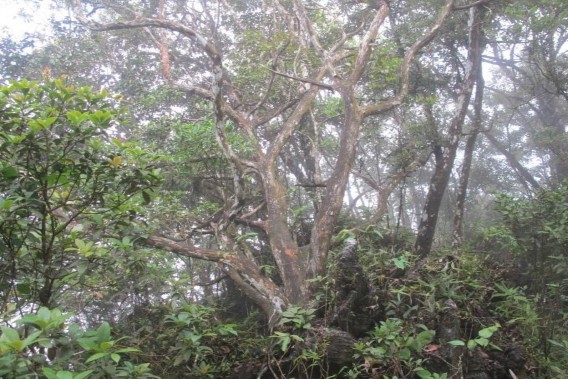 B ách xanh bị khai thác Bách xanh chết do chọn lọc tự nhiên 7