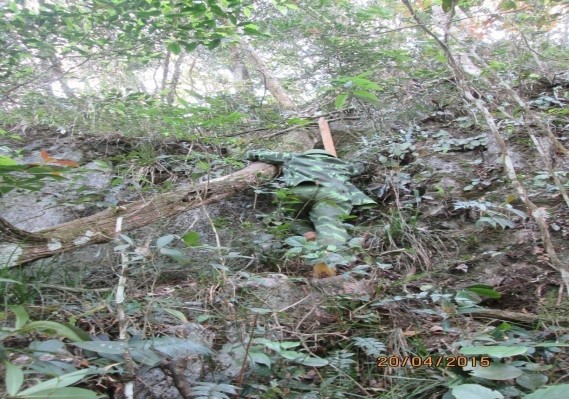 Bách xanh chết do chọn lọc tự nhiên 8