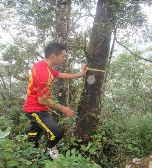 Hình 4 1 Hình ảnh thân cây Hình 4 2 Hình ảnh gỗ 4 1 1 2 Hình thái lá Lá 1