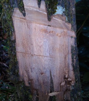 Hình 4 1 Hình ảnh thân cây Hình 4 2 Hình ảnh gỗ 4 1 1 2 Hình thái lá Lá 2