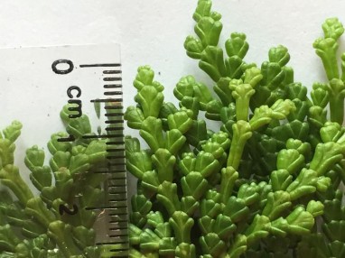 Hình 4 5 Lá non Có thể dễ dàng nhận thấy lá có sự thay đổi về kích 3