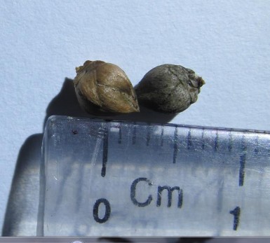 Hình 4 7 Nón già Bách xanh núi đá Chưa xác định được thời kỳ nón già 4