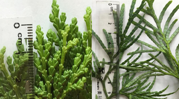 Hình 4 8 Bách xanh núi đá C rupestris Hình4 9 Bách xanh C macrolepis Từ hình 5