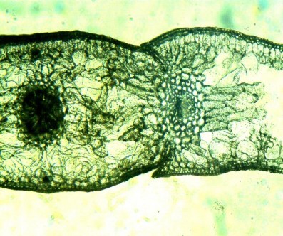 Hình 4 10 Hình thái giải phẫu lá Bách xanh núi đá trưởng thành Bề dầy 2