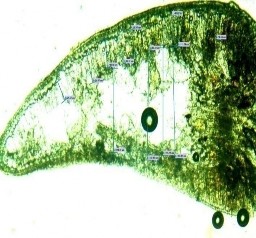 Hình 4 11 Hình thái giải phẫu lá Bách xanh núi đá tái sinh Bề dầy lá dày nhấy 3