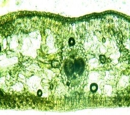Hình 4 11 Hình thái giải phẫu lá Bách xanh núi đá tái sinh Bề dầy lá dày nhấy 4