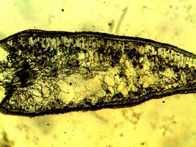 Hình 4 12 Hình thái giải phẫu lá Bách xanh Calocedrus macrolepis Bề dày lá 5