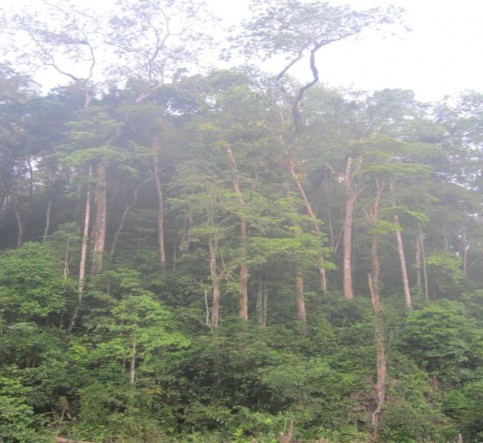 Hình 4 13 Cấu trúc rừng khu Bách xanh phân bố 4 2 4 Đặc điểm tái sinh 1