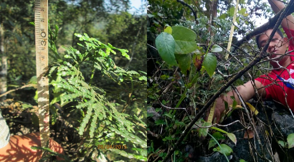 Hình 4 14 Bách xanh tái sinh tự nhiên Tại những nơi phát hiện Bách xanh núi 1