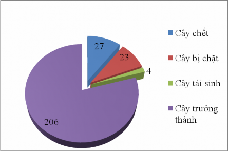 Hình 4 16 Biểu đồ hiện trạng Bách xanh ngoài tự nhiên Kết quả điều tra 1