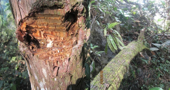 Hình 4 19 Thân cây Bách xanh núi đá bị đánh dấu Hình 4 20 Bách xanh núi đá 3