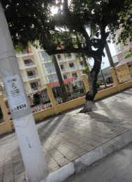 Hình 4 6 Cây xanh bị nghiêng trên đường Quang Trung Nguồn Tác giả 4