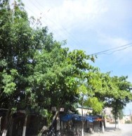 Hình 4 8 Một số ảnh hưởng đến sự phát triển của cây trên đường Lý Bôn 1