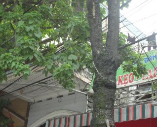 Hình 4 10 Cây xanh bị vướng bởi cáp quang trên phố Lý Thường Kiệt Nguồn Tác 5