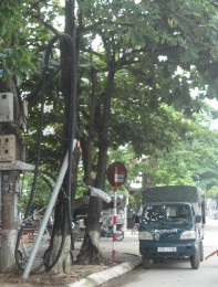 Hình 4 10 Cây xanh bị vướng bởi cáp quang trên phố Lý Thường Kiệt Nguồn Tác 6