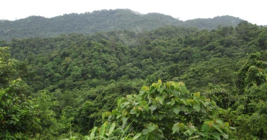 Hình 4 6 Tài nguyên rừng tại lưu vực thủy điện Cửa Đạt 4 1 3 4 Xác định 1