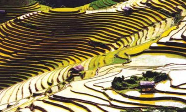 Ruộng bậc thang La Pán Tẩn – Mù Cang Chải Yên Bái Ngày mùa ở Chế Cu Nha – 1