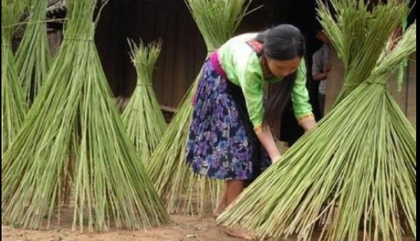 Mùa lanh Ảnh tác giả đề tài chụp cùng gia đình nghệ nhân Giàng A Chư xã La 12
