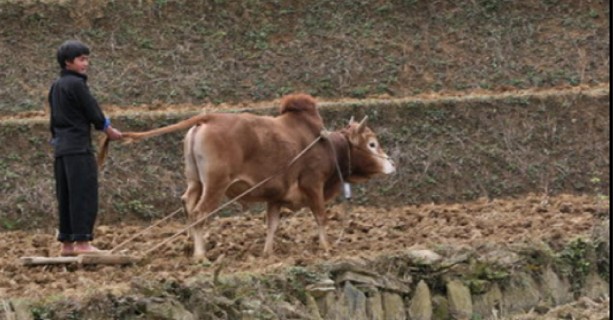 Bừa ruộng bậc thang ở La Pán Tẩn – Mù Cang Chải – Yên Bái Thắng cố Món 5