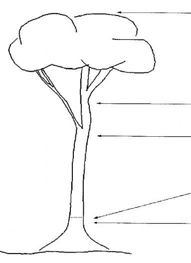 Chiều cao vút ngọn Hvn Chiều cao sản phẩm Chiều cao dưới cành Hdc Chiều cao 3