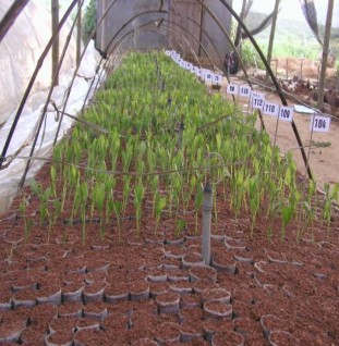 Hình 3 8 Giâm hom KTT Kết quả tổng hợp ở bảng 3 9 tuy không có sự khác biệt 1