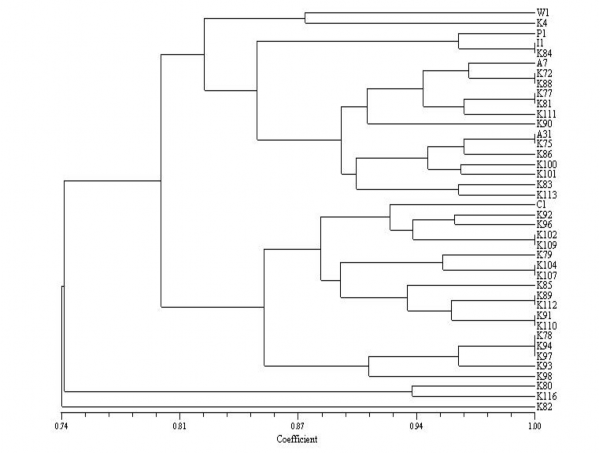 Quan hệ di truyền giữa các dòng Keo tai tượng được thể hiện như sau Hình 10