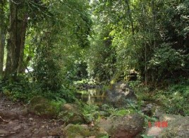 Trạng thái rừng thu mẫu 10