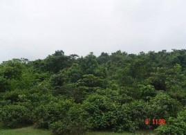 Trạng thái rừng thu mẫu 11