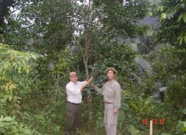 Thu hái mẫu ở ngoài thực địa Xử lý mẫu Trạng thái rừng thu mẫu 4