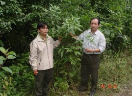 Thu hái mẫu ở ngoài thực địa Xử lý mẫu Trạng thái rừng thu mẫu 5